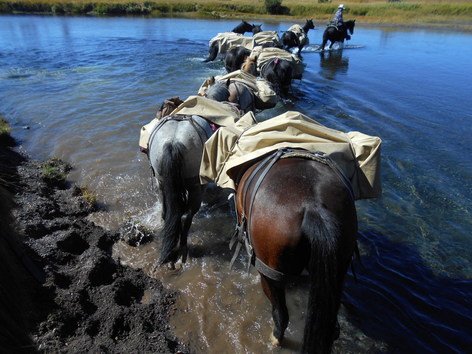 Yellowstone horse pack trips