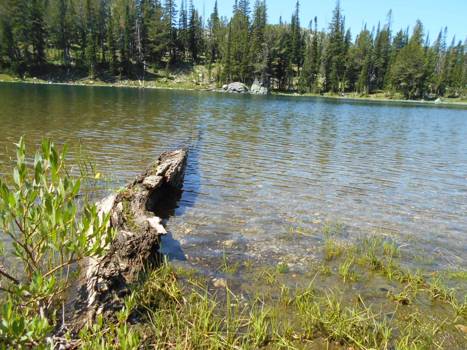 Yellowstone horseback trips